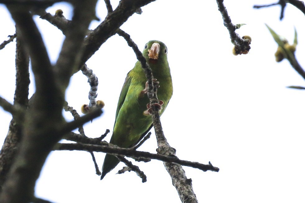 Orange-chinned Parakeet - ML46414601