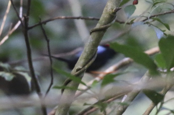 Long-tailed Manakin - ML46414641