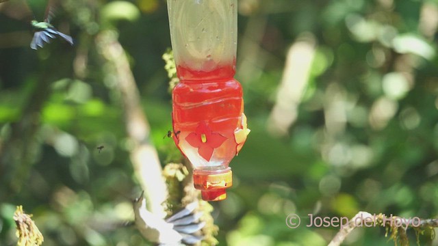 Colibrí Pechigrís (obscurus) - ML464146551