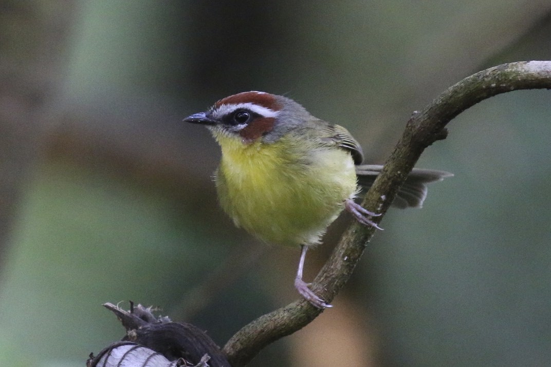 Chestnut-capped Warbler - ML46414701