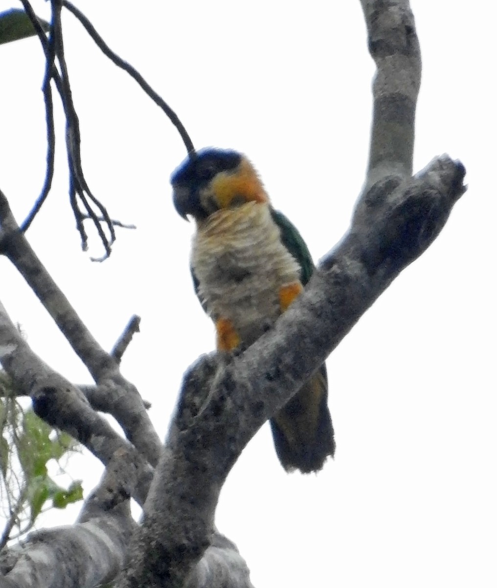 Black-headed Parrot - Trevor Ellery