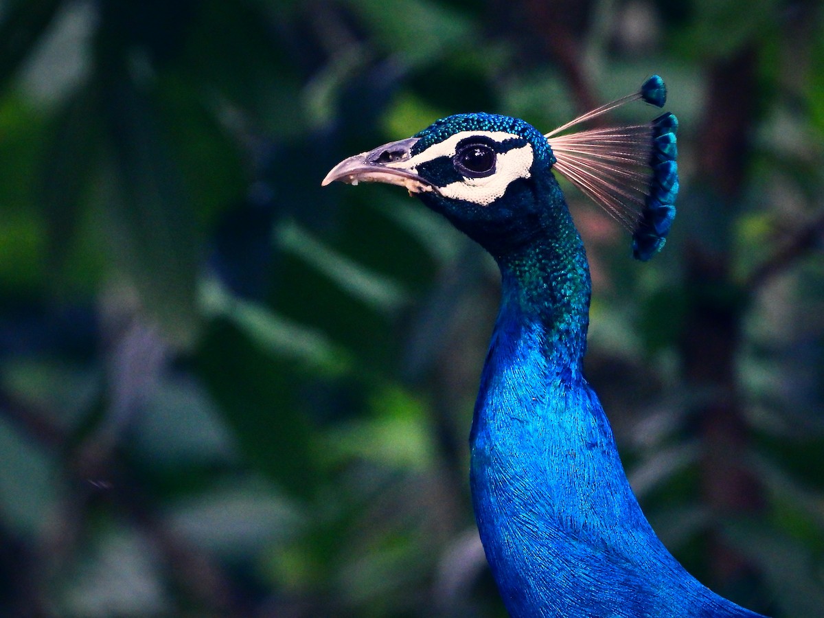 Indian Peafowl - ML464147591