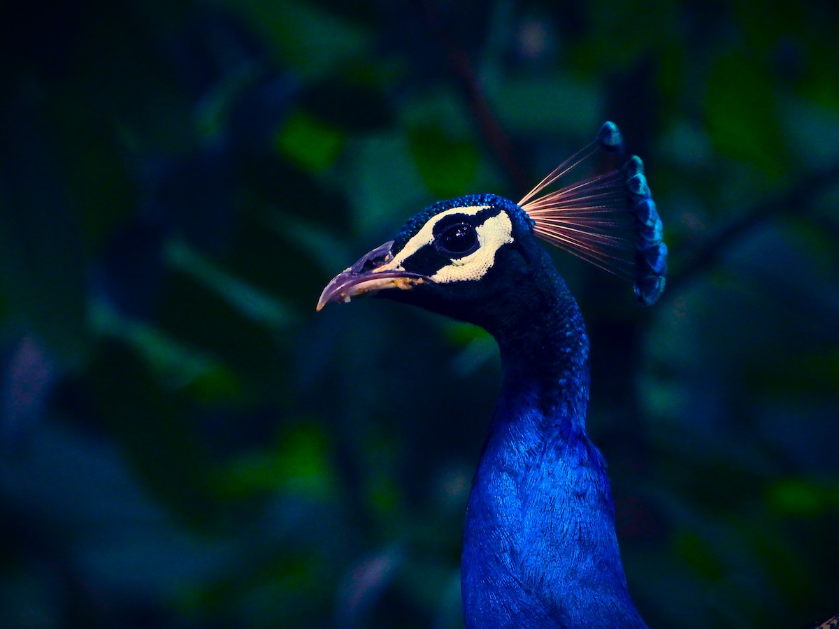 Indian Peafowl - ML464147601