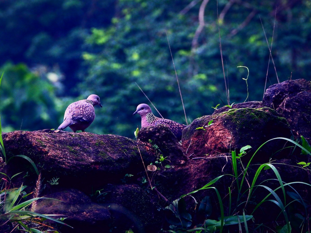 Spotted Dove - ML464147651