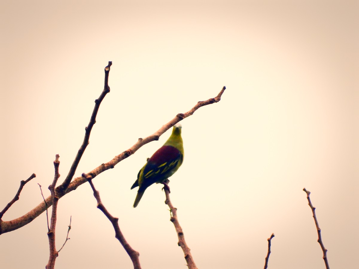 Gray-fronted Green-Pigeon - ML464147661