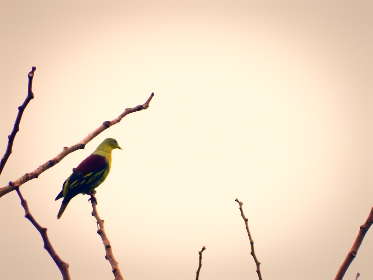 Gray-fronted Green-Pigeon - ML464147671