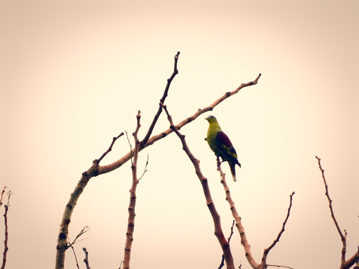 Gray-fronted Green-Pigeon - ML464147681