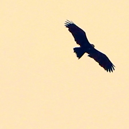 Black Eagle - ML464147721