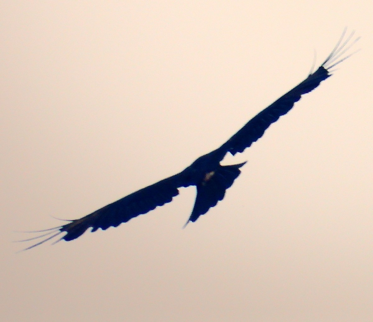 Black Eagle - ML464147731