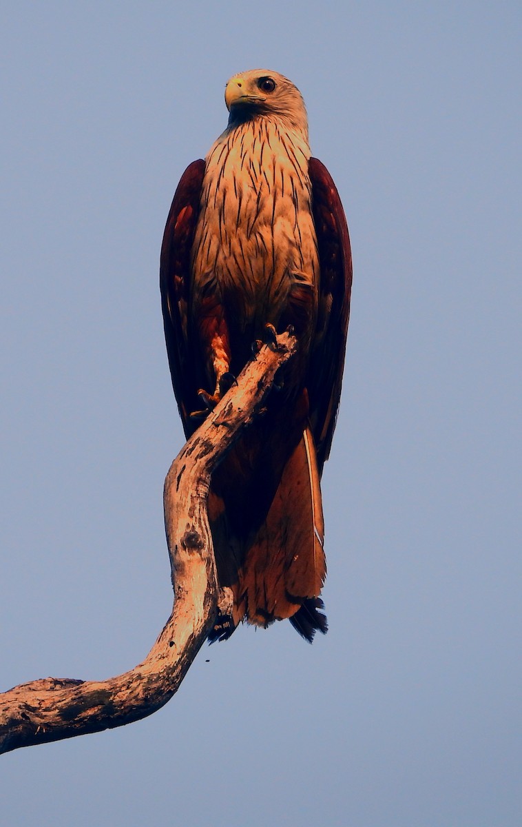 Brahminy Kite - ML464147801