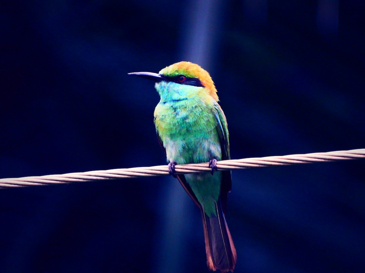 Asian Green Bee-eater - ML464147921