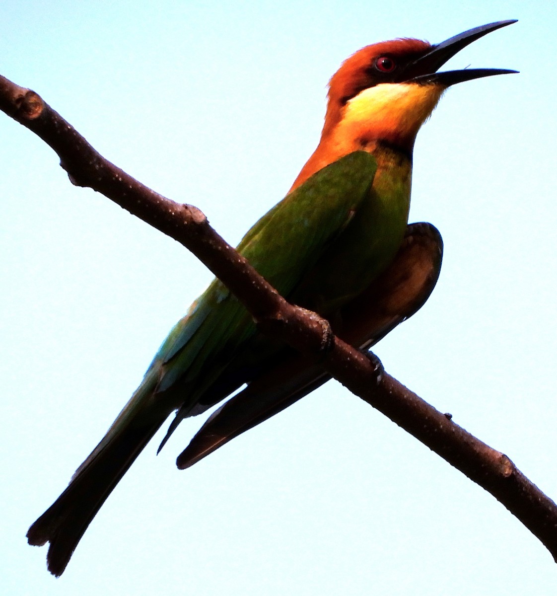 Chestnut-headed Bee-eater - ML464148111