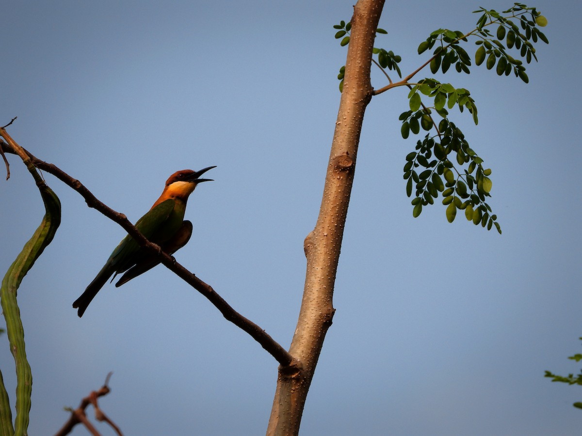 Chestnut-headed Bee-eater - ML464148121