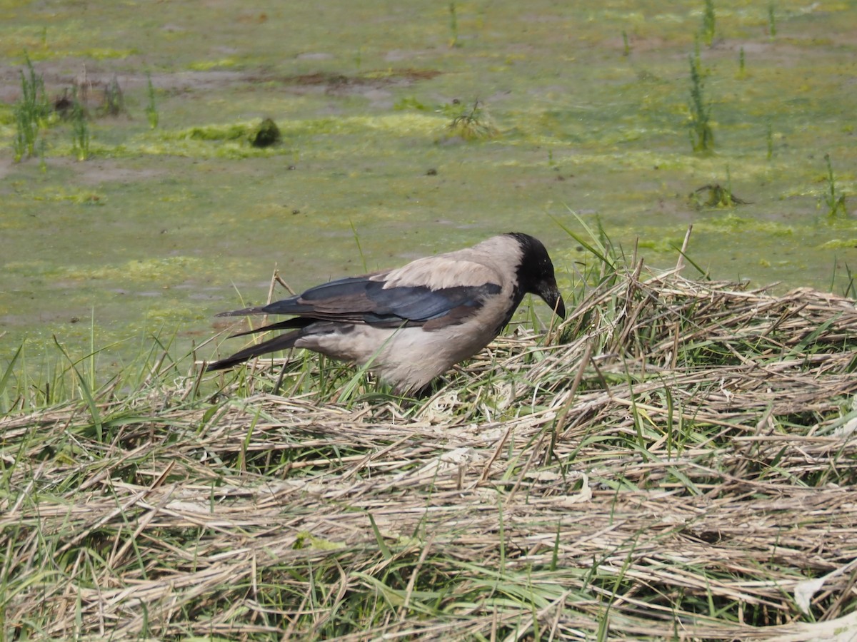 Hooded Crow - ML464148421