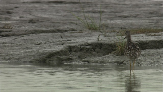 Greater Yellowlegs - ML464149