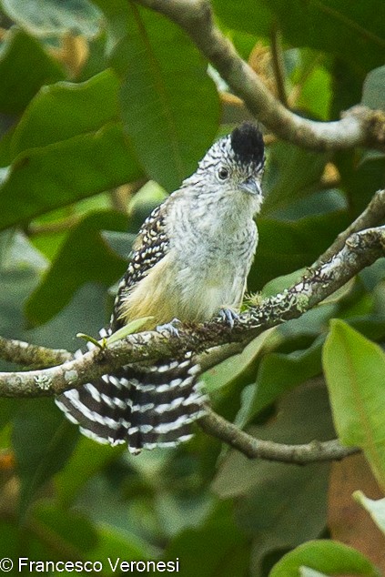 Chapman's Antshrike - Francesco Veronesi