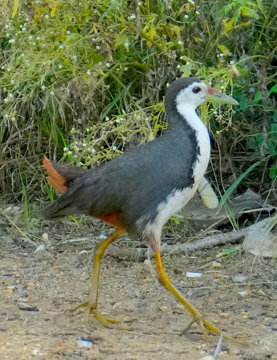 White-breasted Waterhen - ML464149601