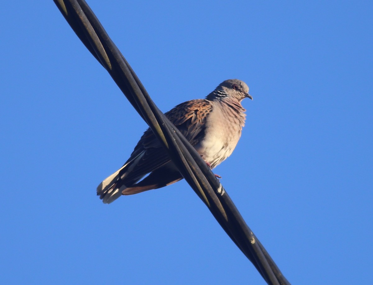 European Turtle-Dove - ML464150051