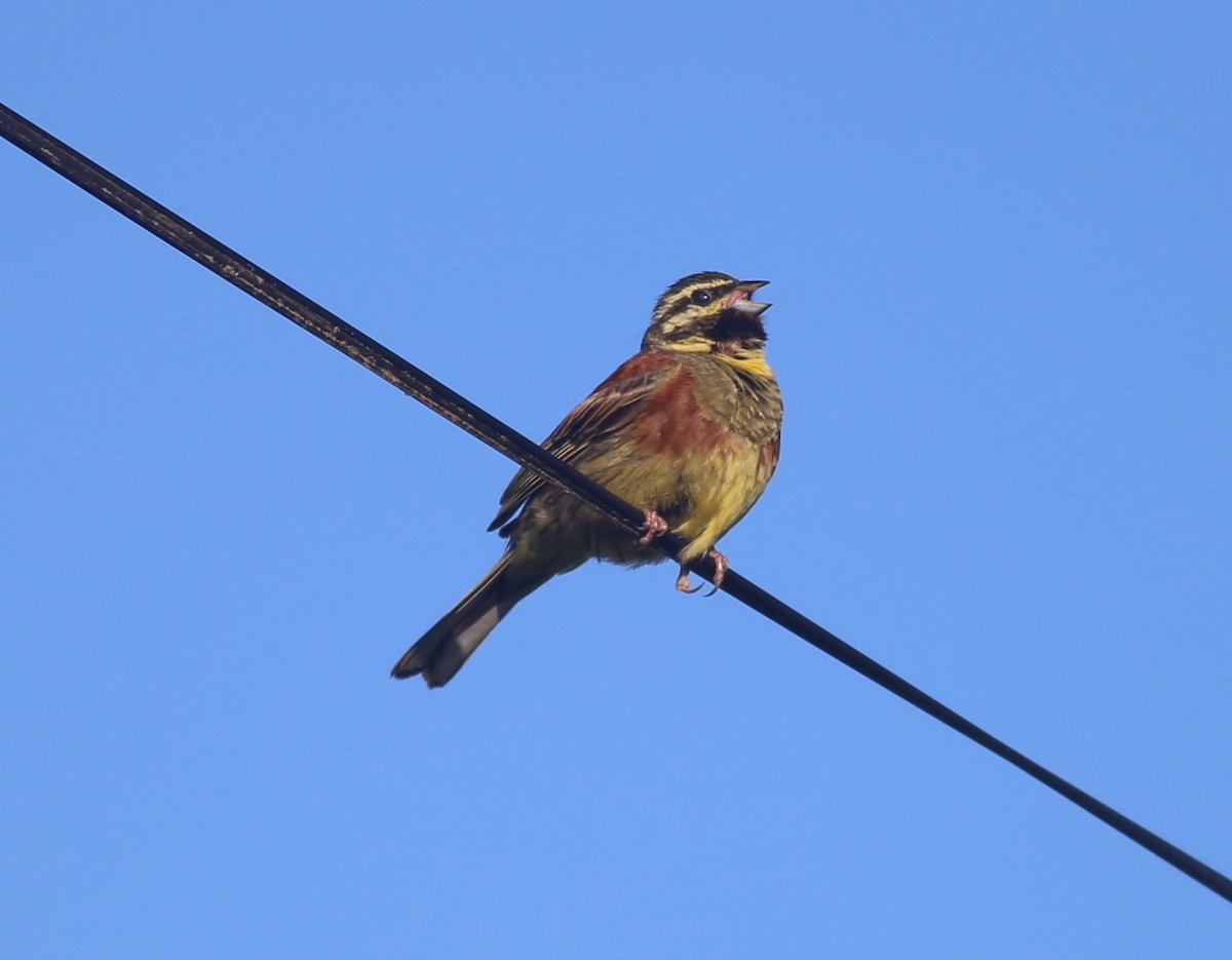 Cirl Bunting - Paul Bourdin