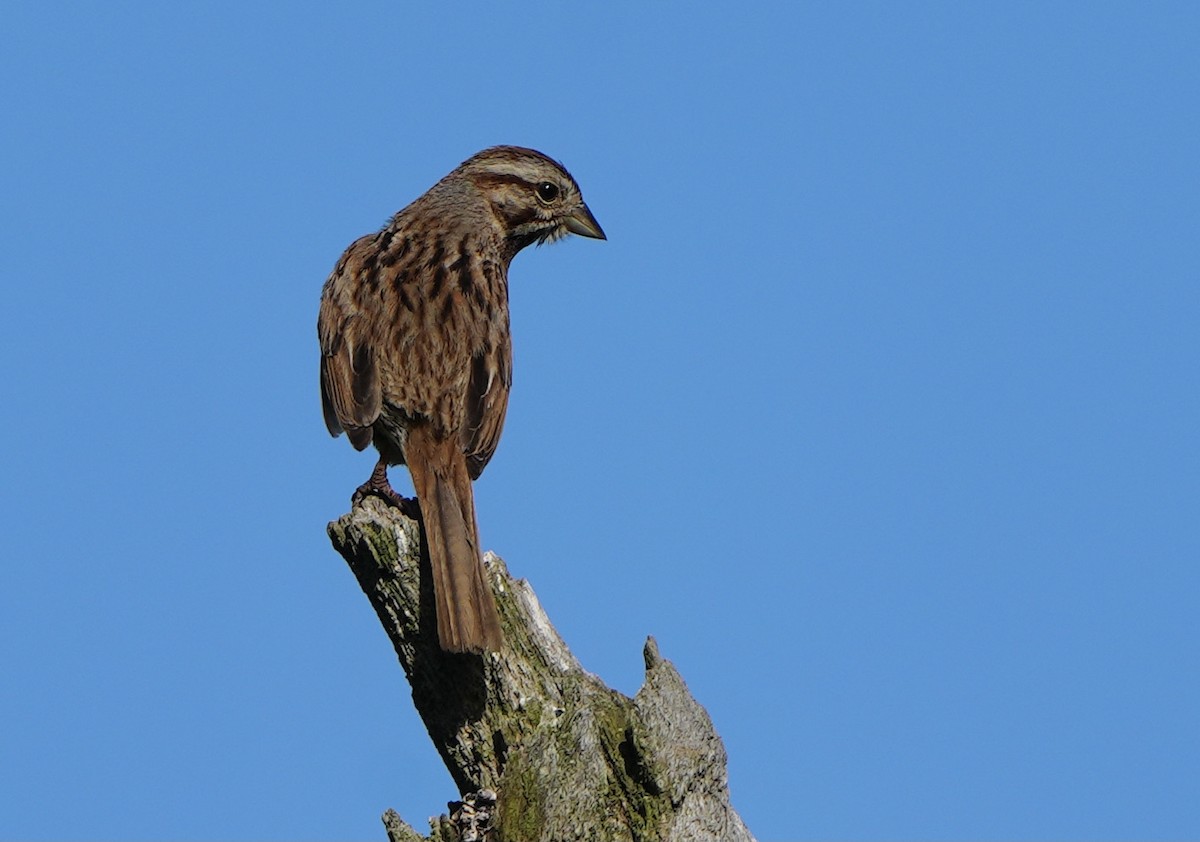 Song Sparrow - Gloria Markiewicz