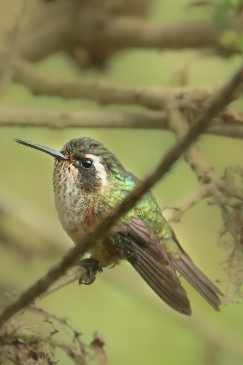 Speckled Hummingbird - ML464152401