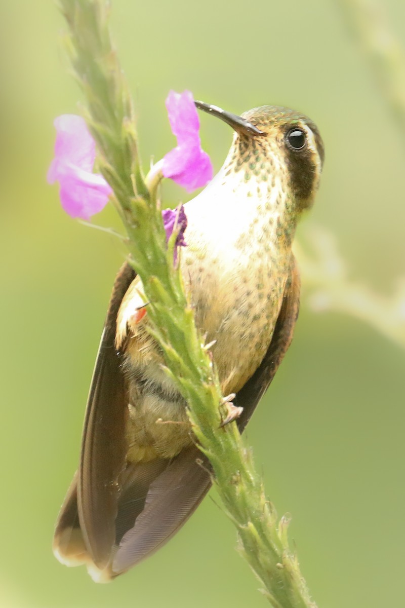Speckled Hummingbird - ML464152431