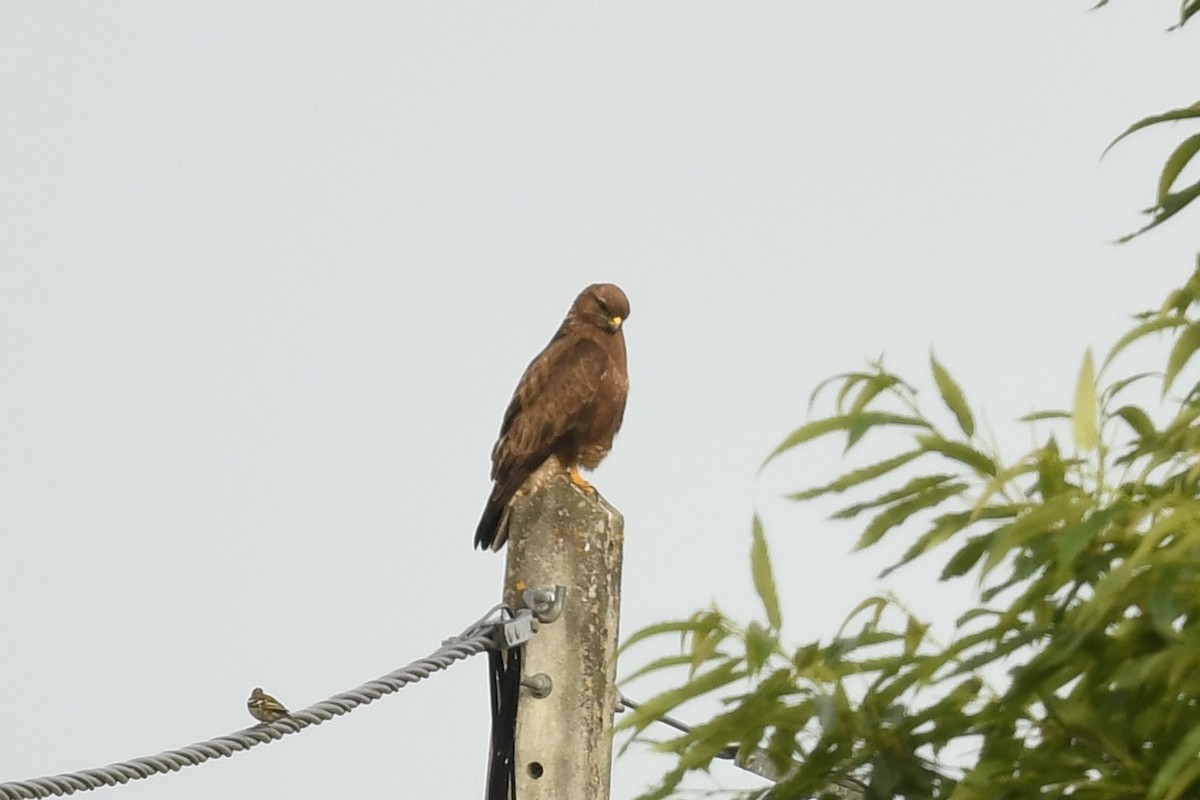 Common Buzzard - ML464152441