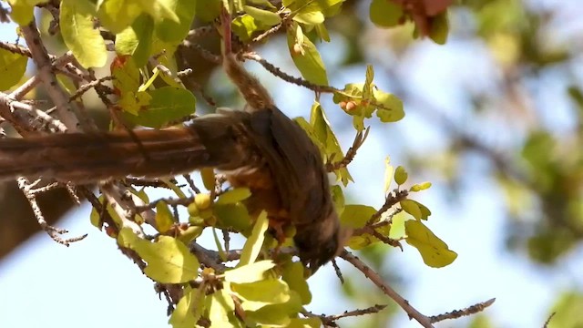 Speckled Mousebird - ML464152661