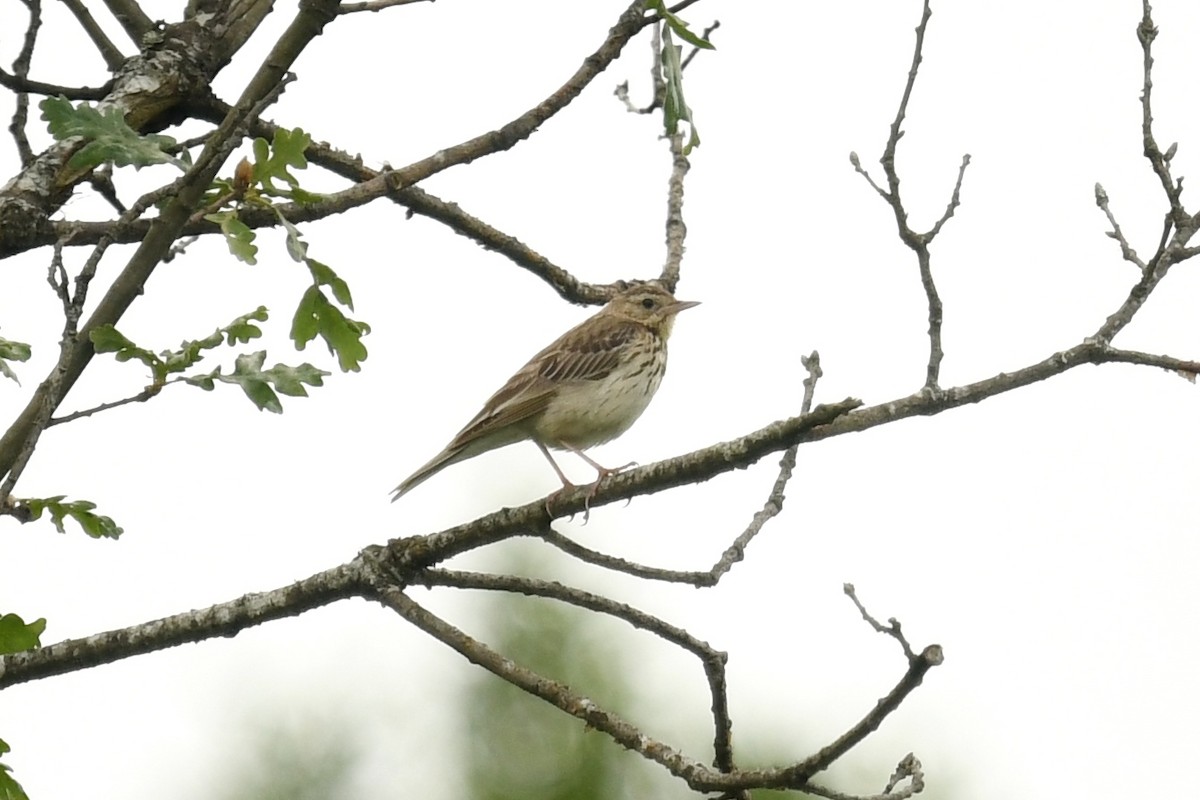 Tree Pipit - Andre Vieira