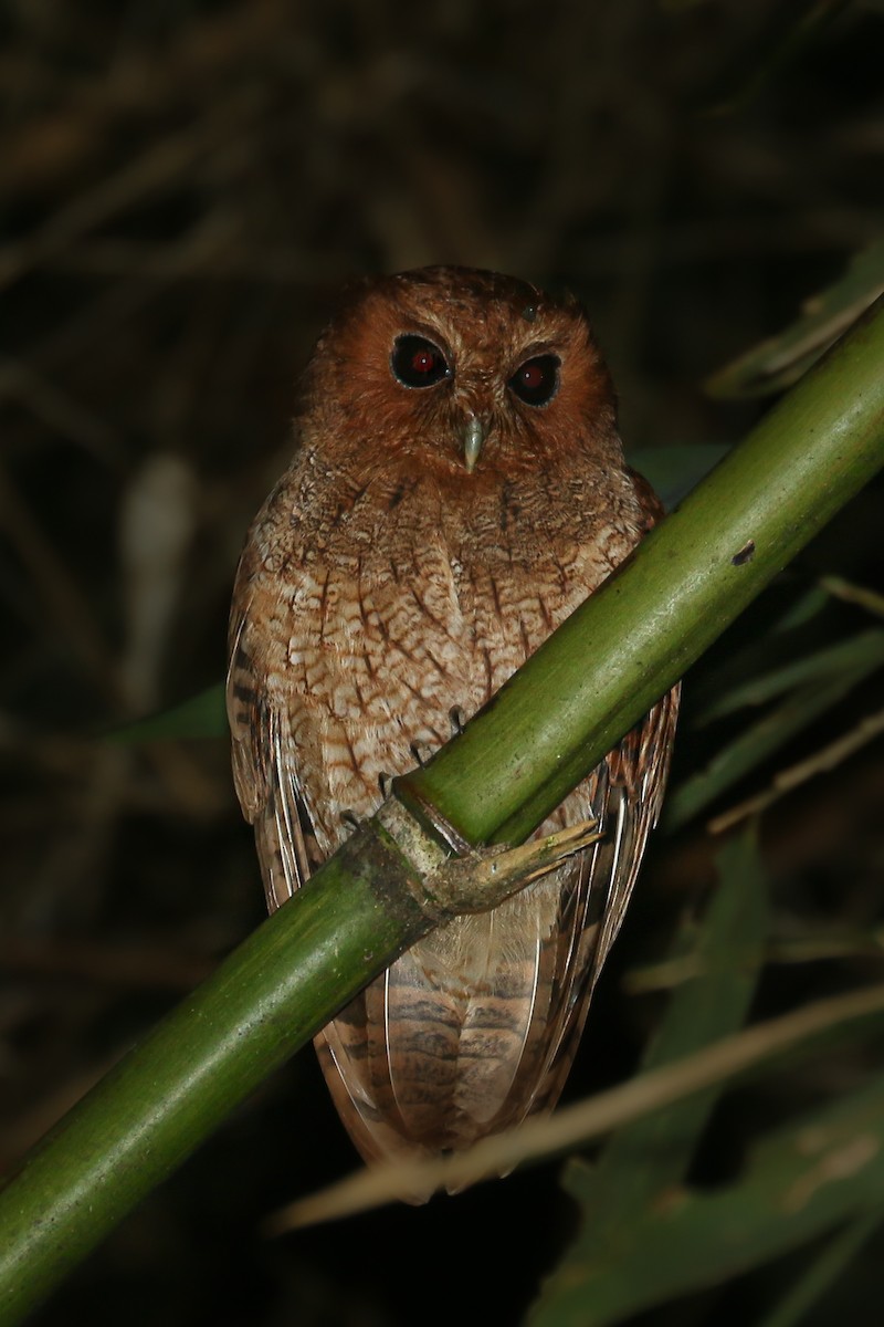 Rufescent Screech-Owl - ML464152831