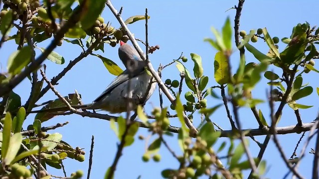 Синешапочная птица-мышь - ML464153111