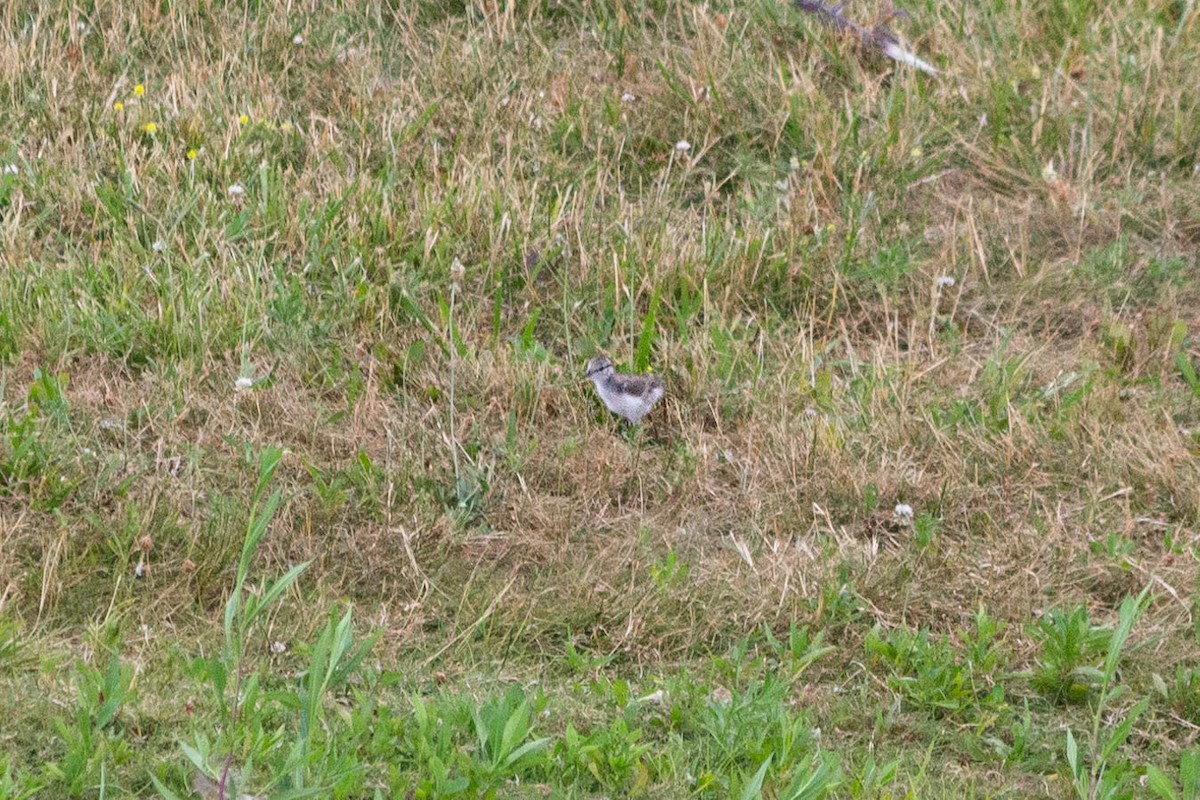 Spotted Sandpiper - ML464153601