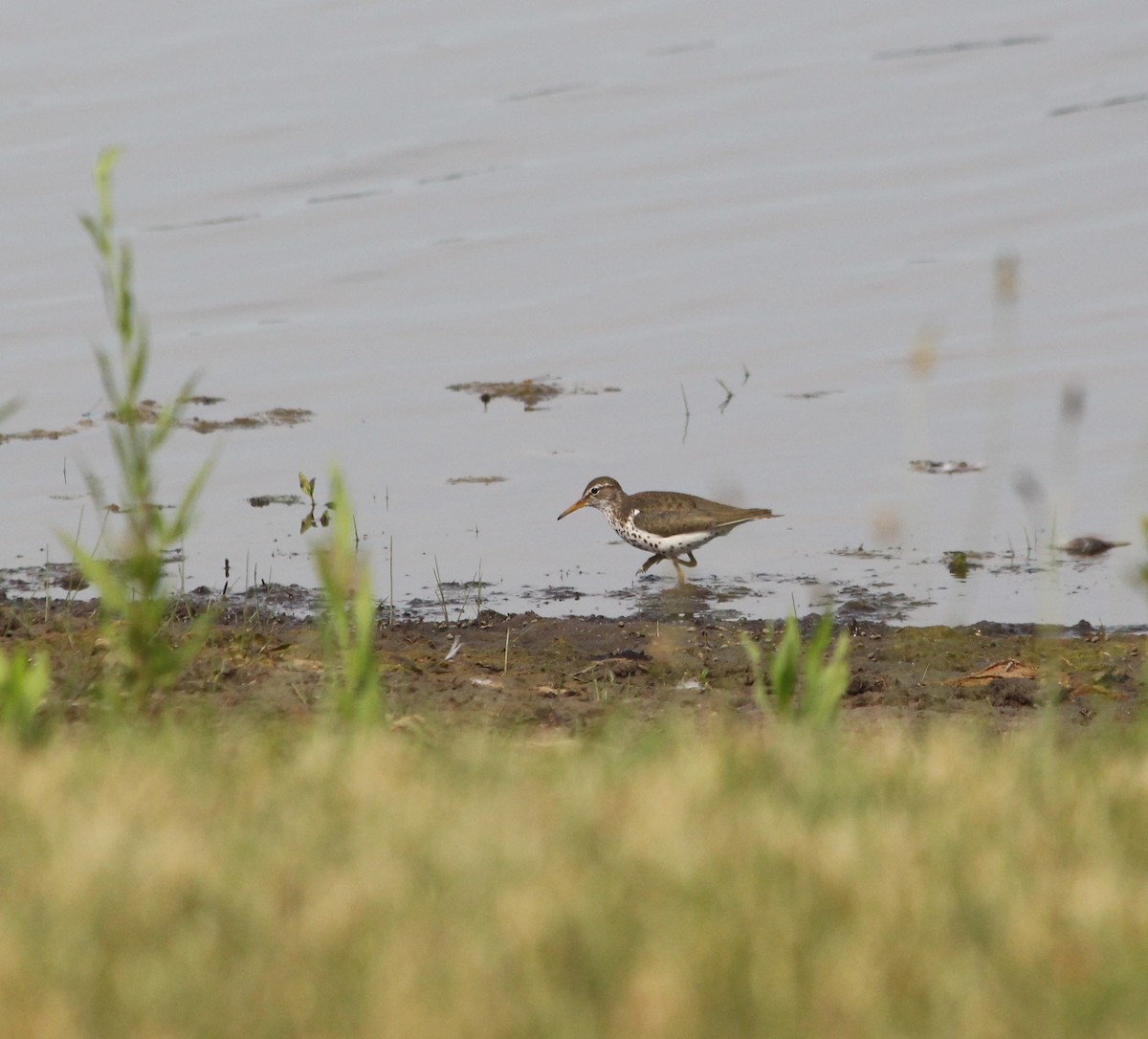Spotted Sandpiper - ML464154231