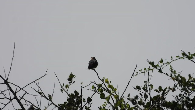 Mosque Swallow - ML464154271