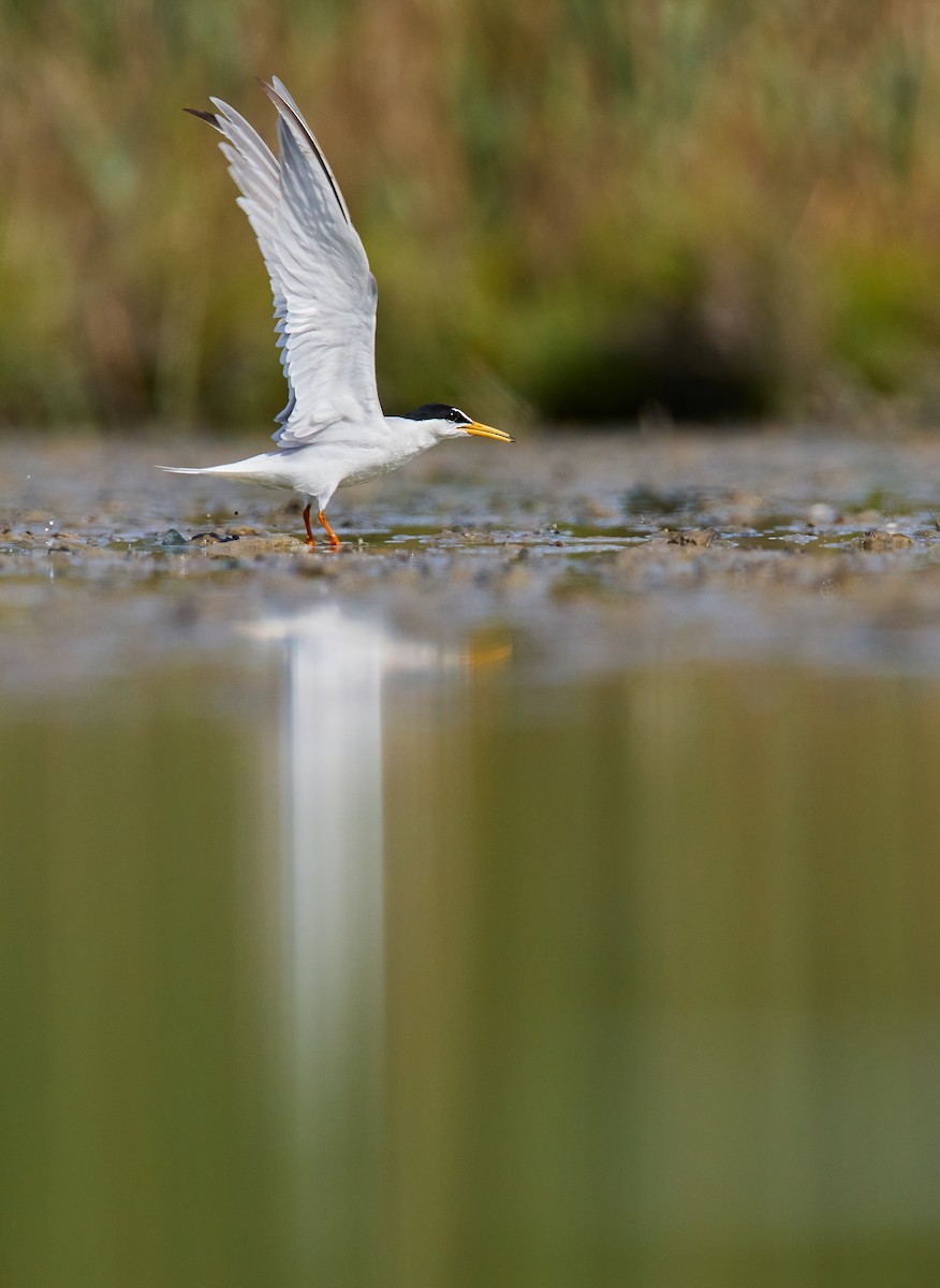 Little Tern - ML464155991