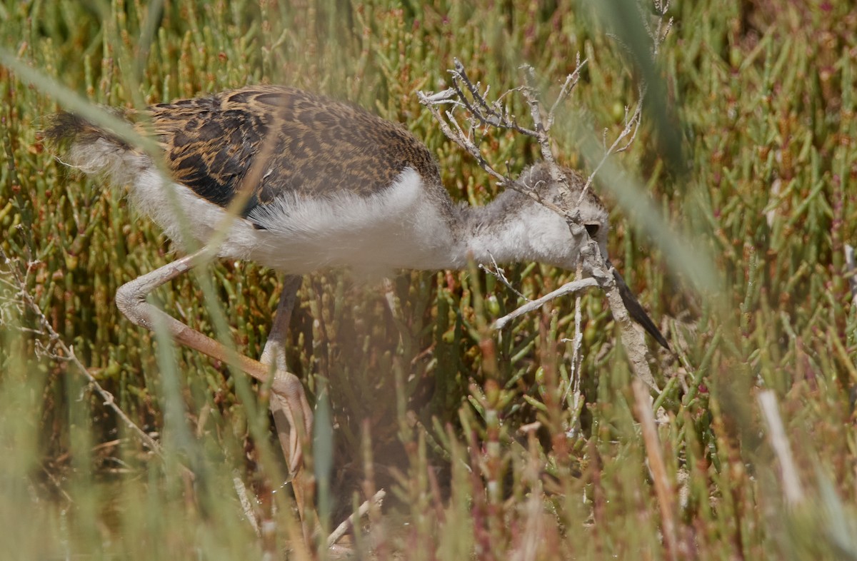 Black-winged Stilt - ML464156001