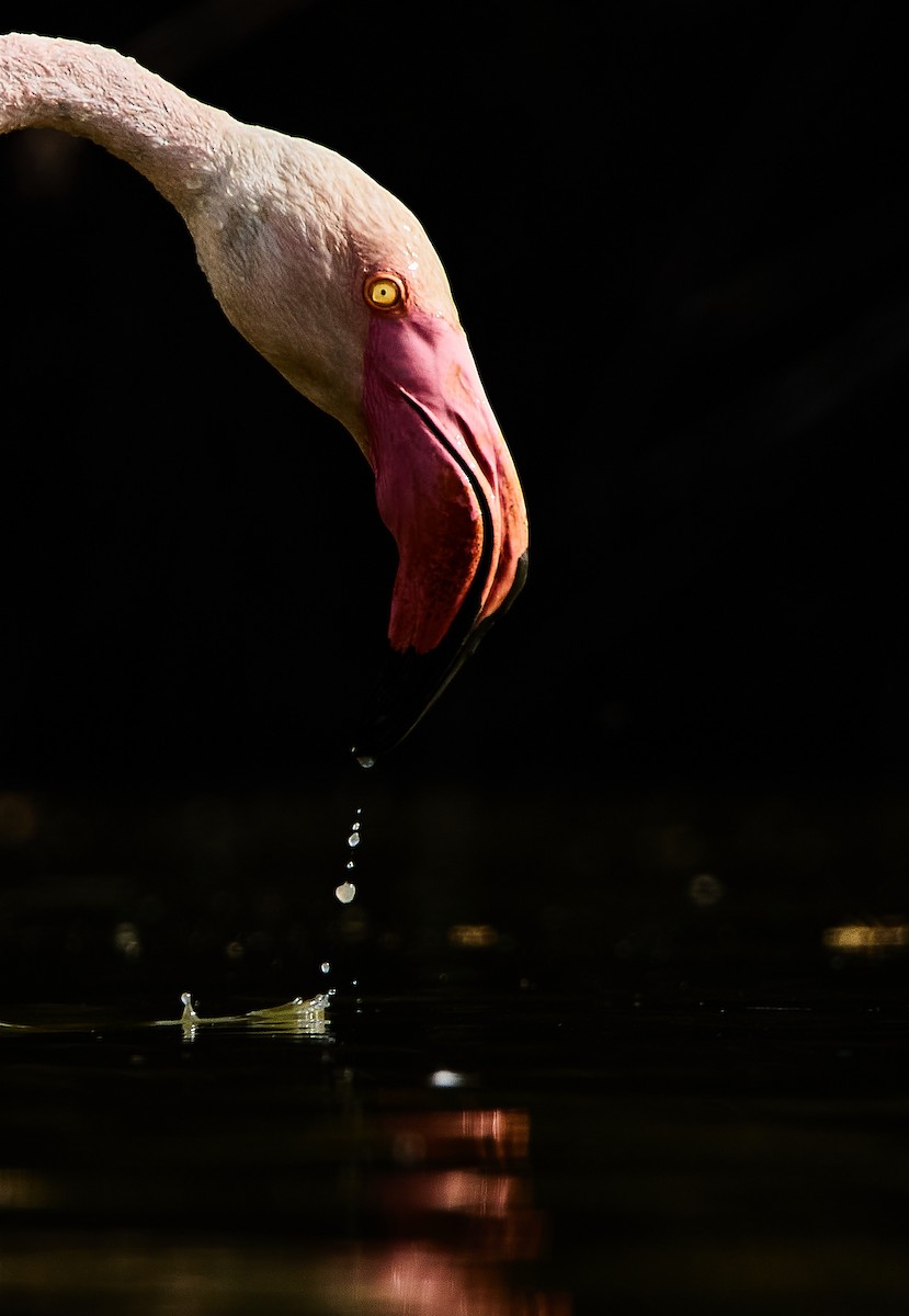 Greater Flamingo - ML464156121