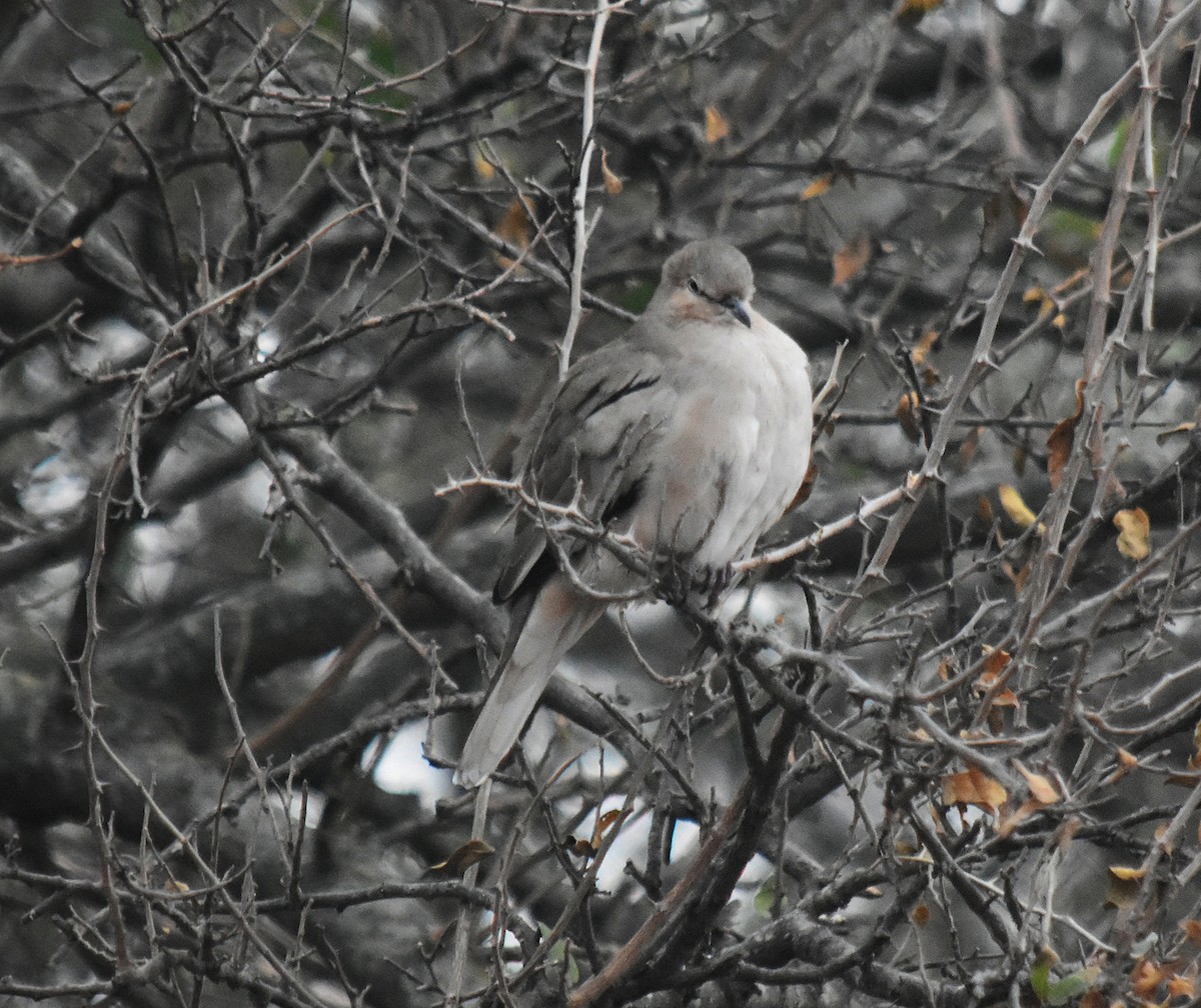 Picui Ground Dove - ML464156751