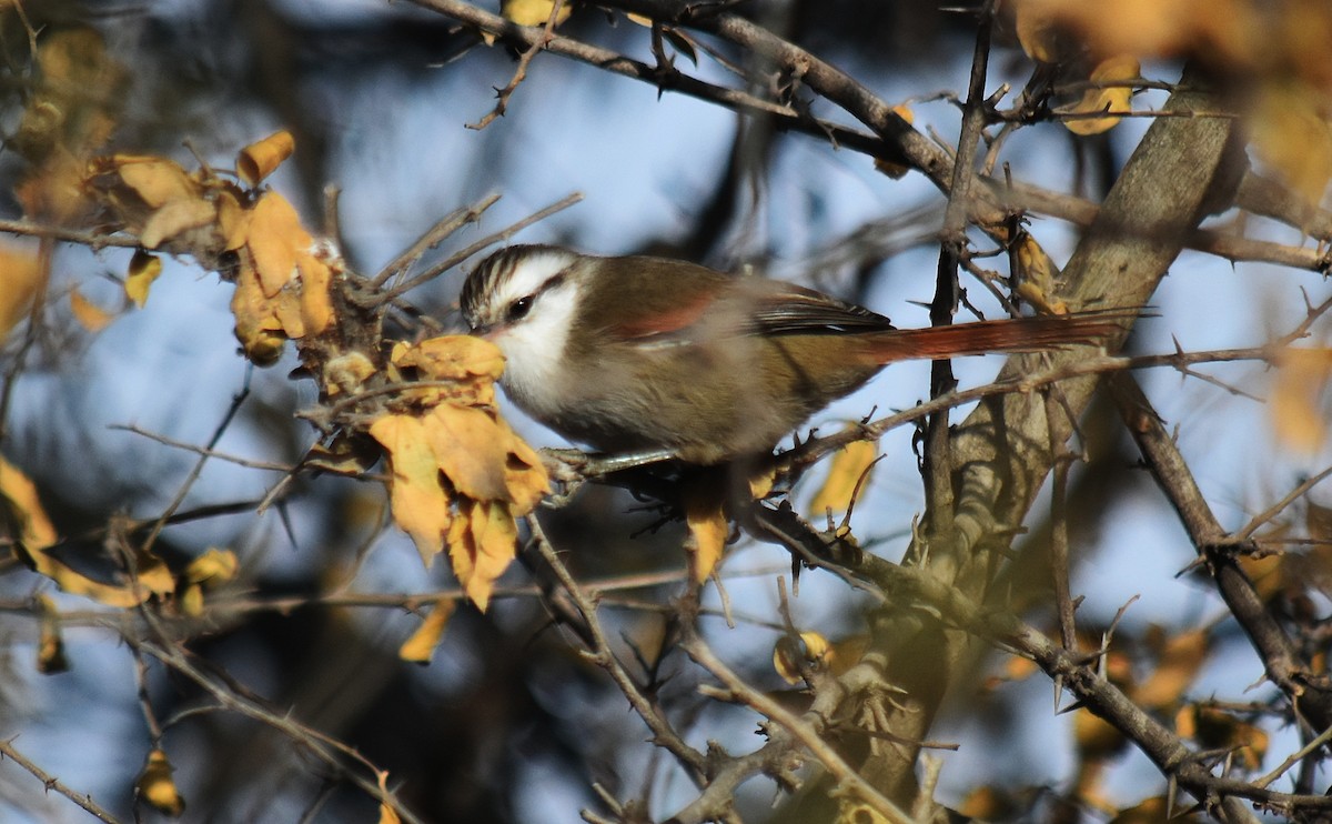 Stripe-crowned Spinetail - andres ebel