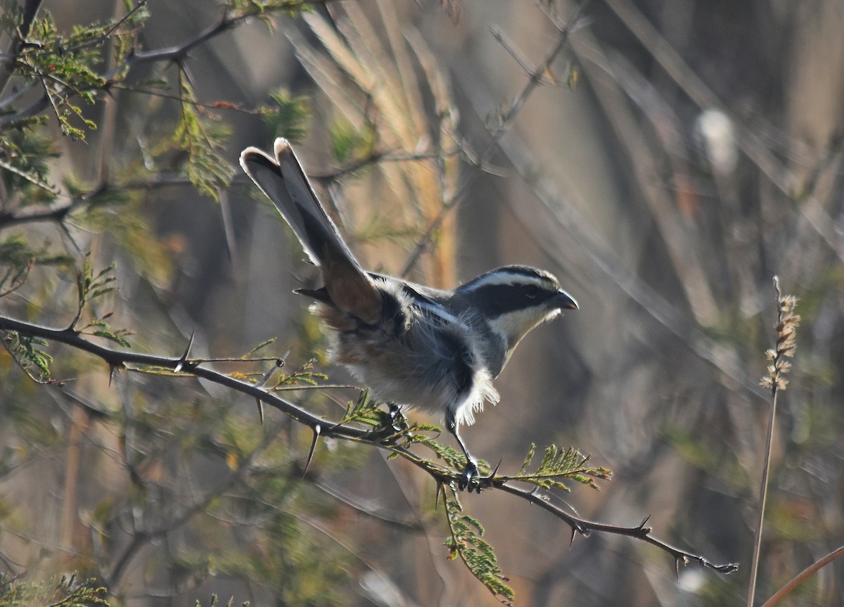 Ringed Warbling Finch - ML464157121