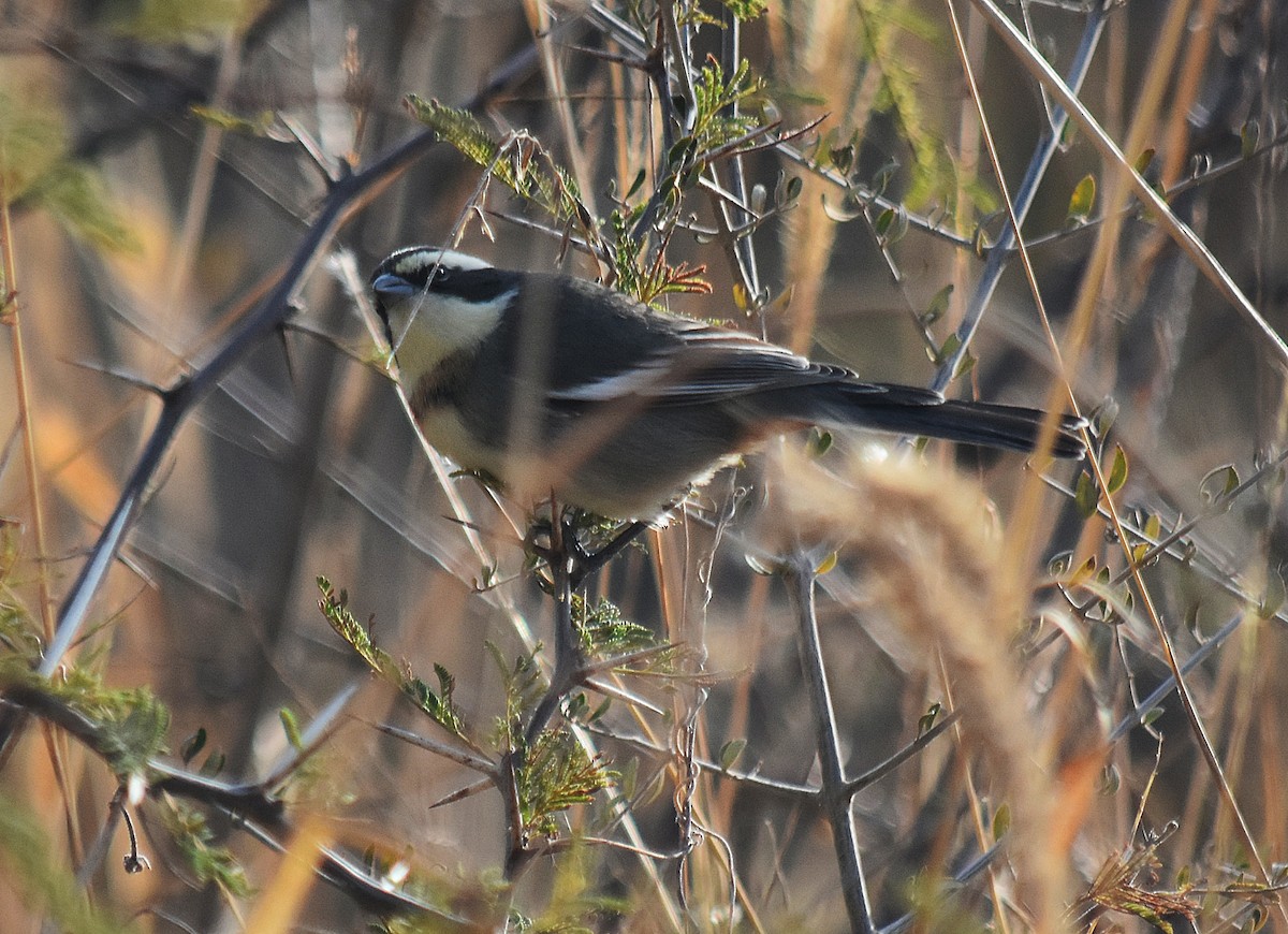 Ringed Warbling Finch - ML464157131