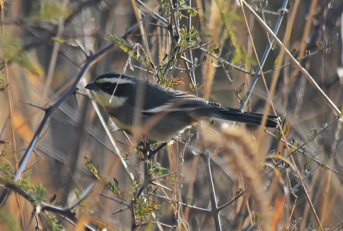 Ringed Warbling Finch - ML464157181