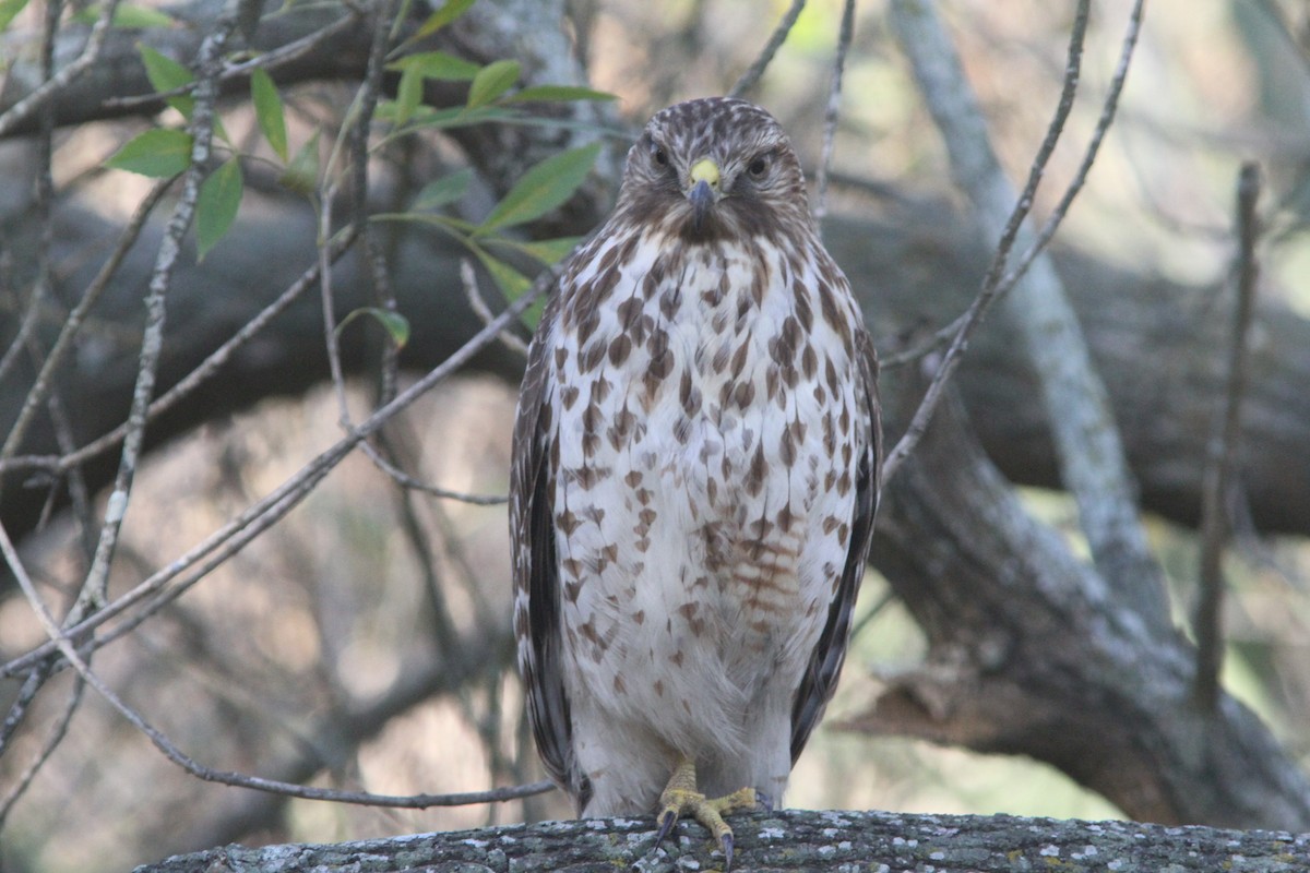 Red-shouldered Hawk - ML46415811