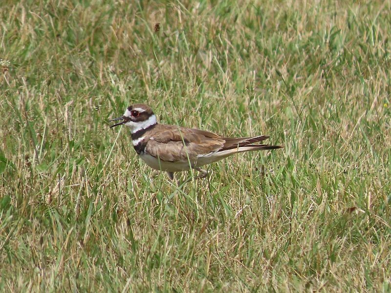 Killdeer - Tracy The Birder