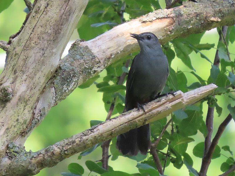 Gray Catbird - ML464159111