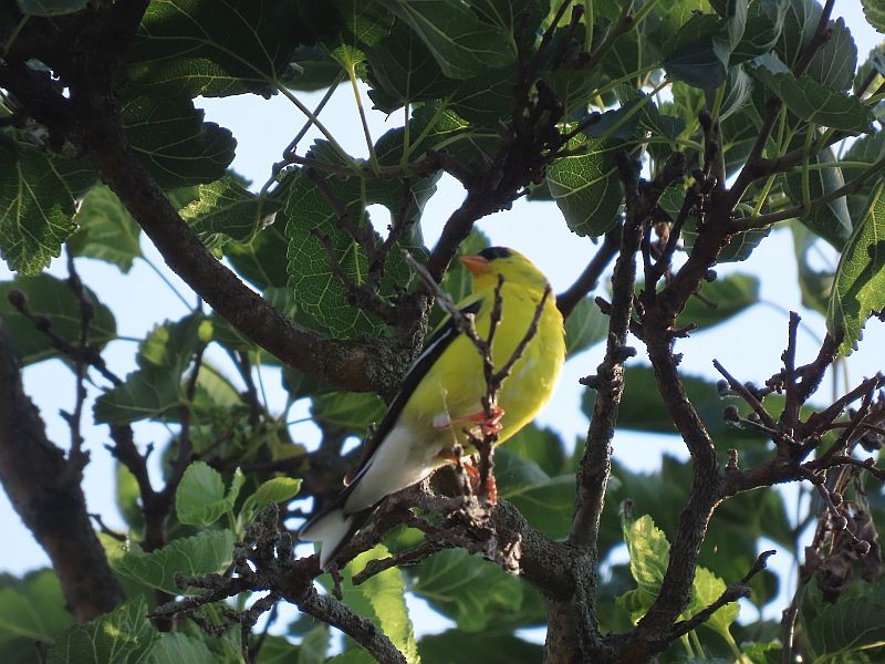 American Goldfinch - ML464159581