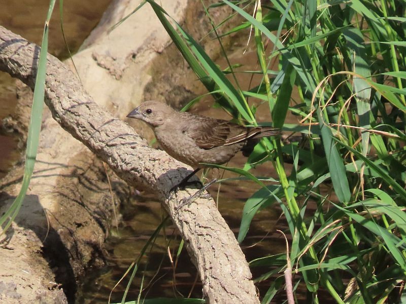 Brown-headed Cowbird - ML464159741