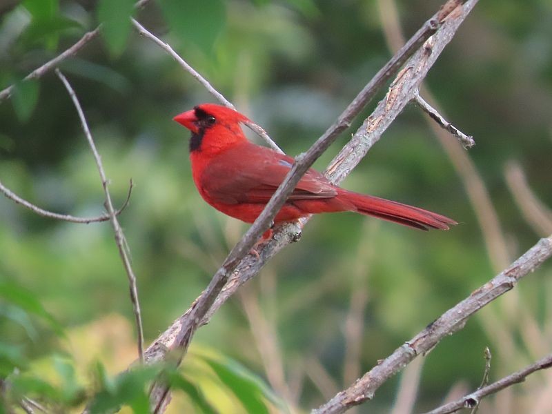 Northern Cardinal - ML464159891