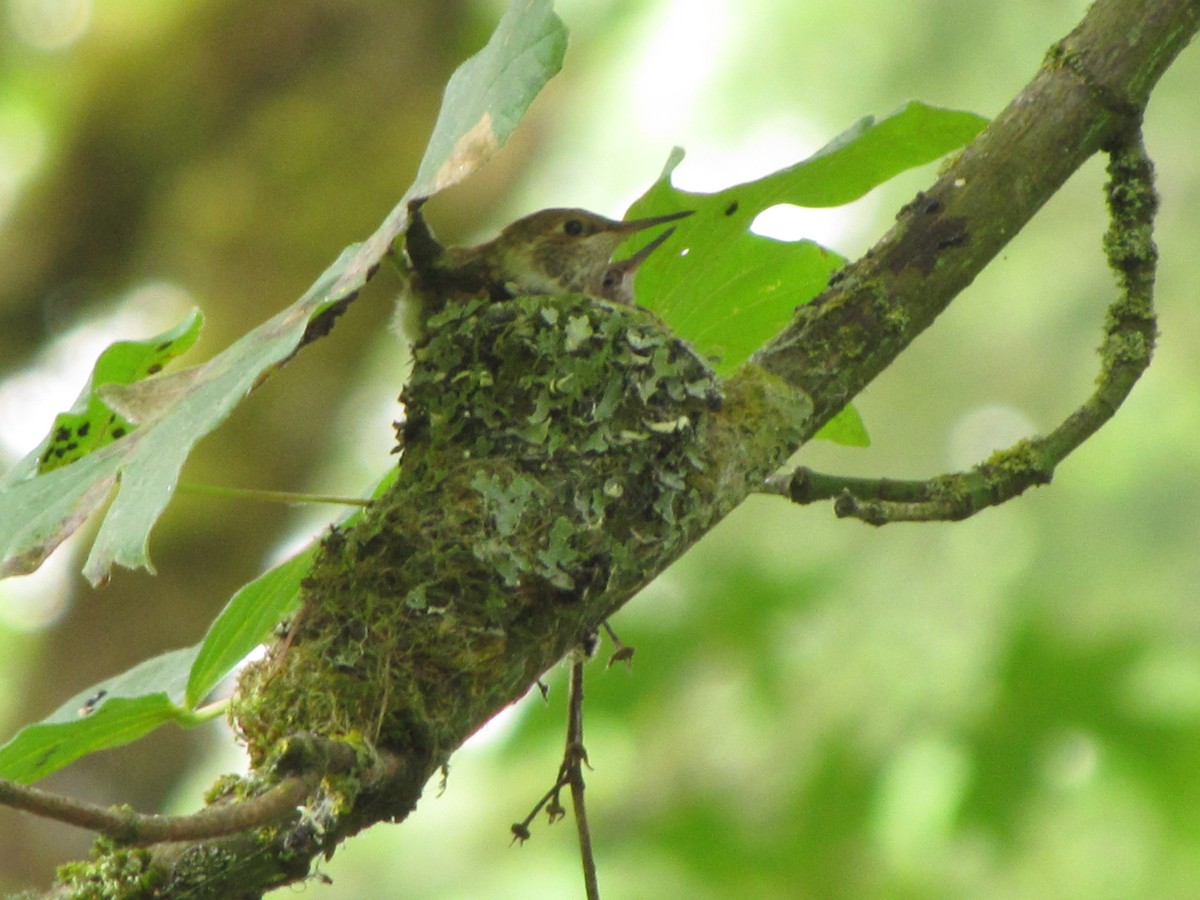 Rufous Hummingbird - Jeff Harding