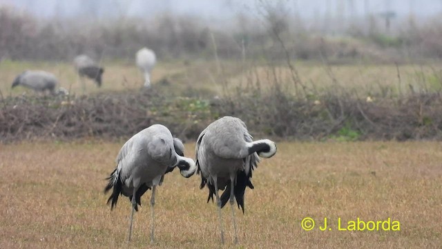 Common Crane - ML464165771